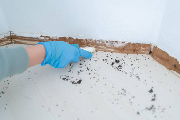 Best Termite Inspection and Treatment  in Tornado, WV